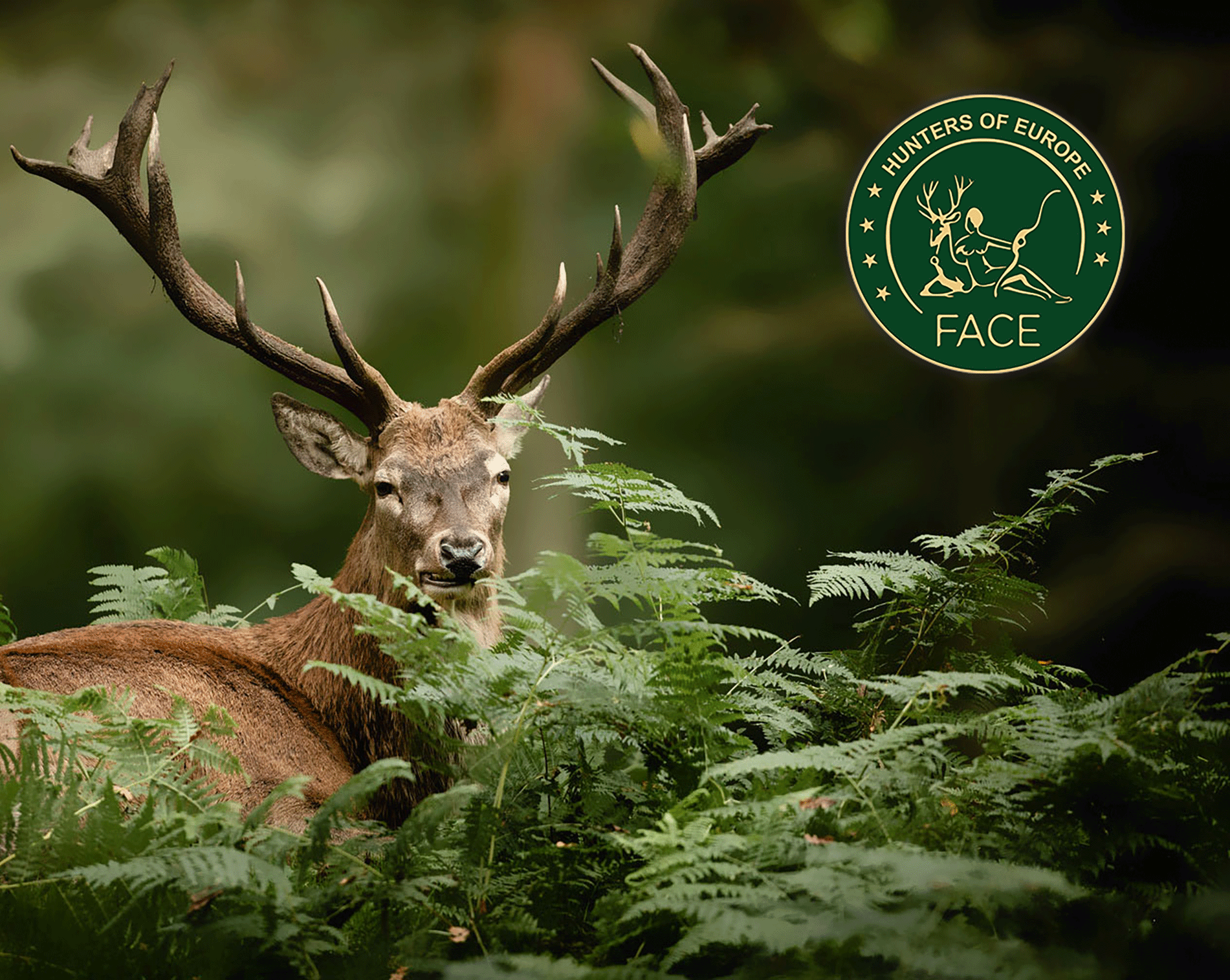 Yukon Group Joins FACE as a Patron